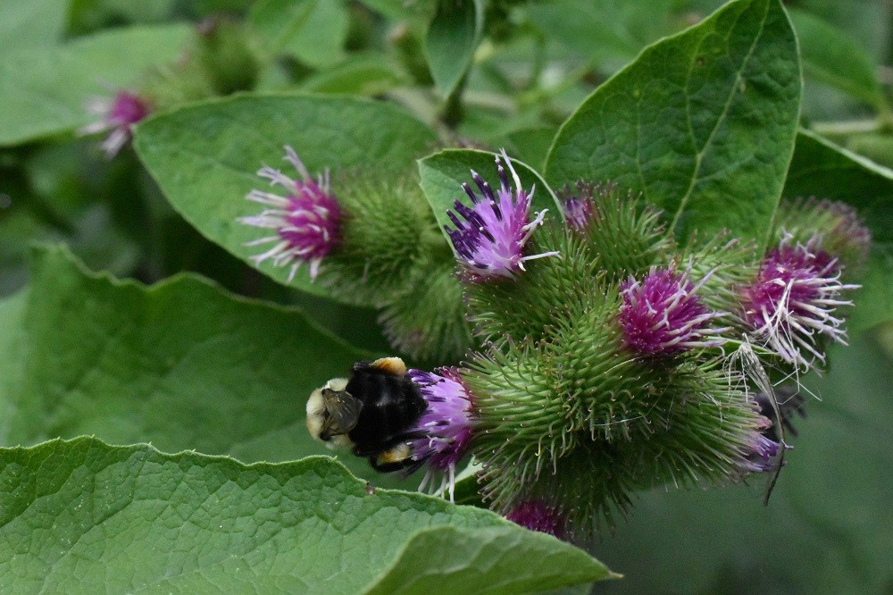 Лопух, ARCTIUM LAPPA