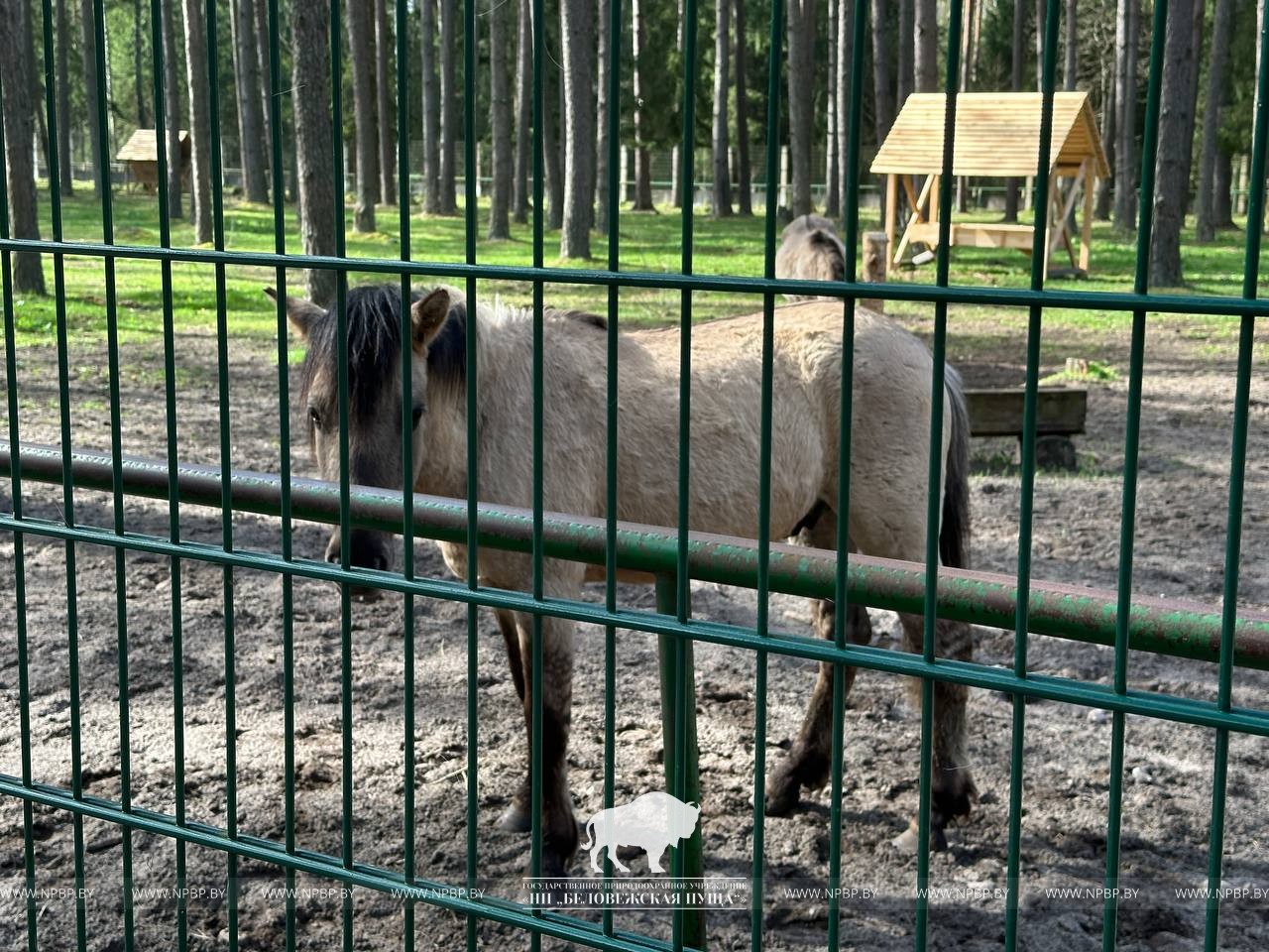 У Белавежскай пушчы можна пабачыць новых жывёлаў