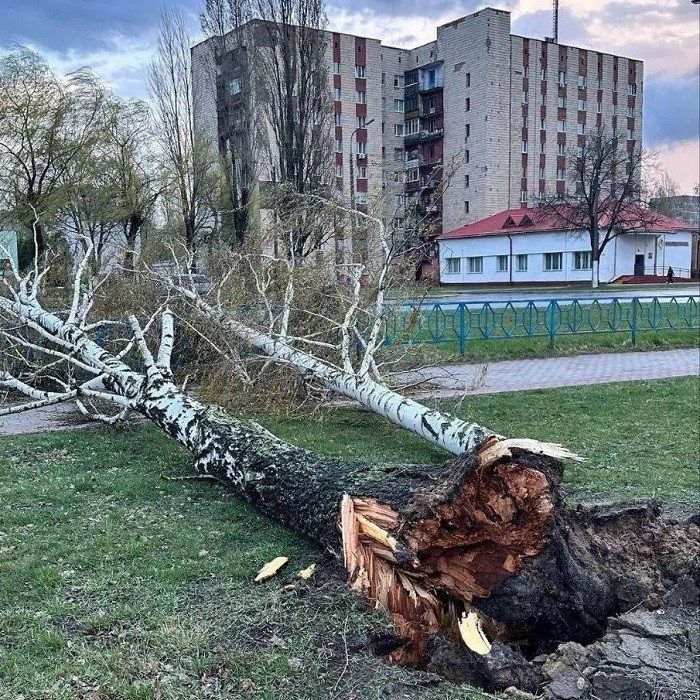 Ветер валил деревья