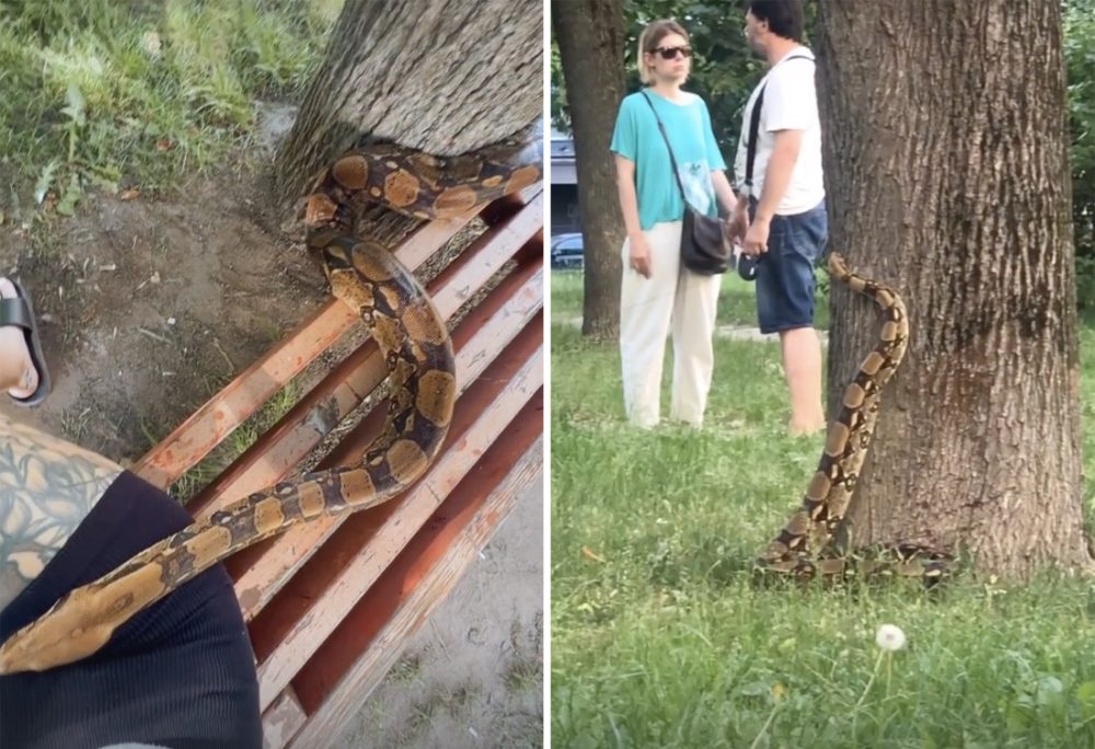 Минчанка выгуливала удава прямо во дворе: теперь змея звезда соцсетей