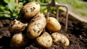 A small pile of potatoes freshly dug from the ground.