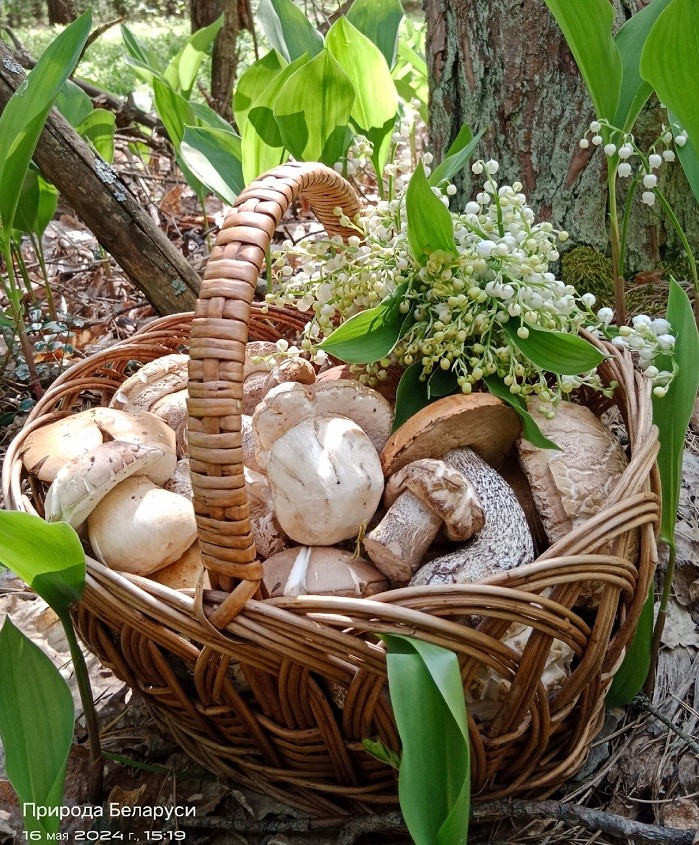 Лес порадовал майскими боровиками