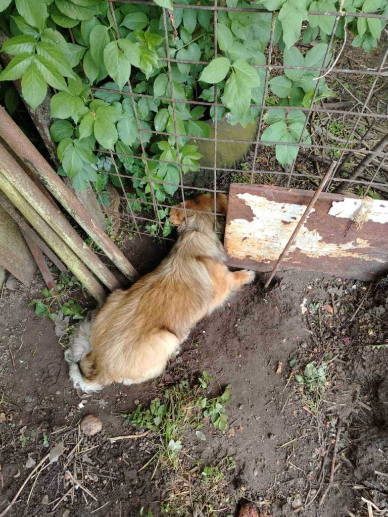 Как спасали собаку, застрявшую в заборе - ПЕРШЫ