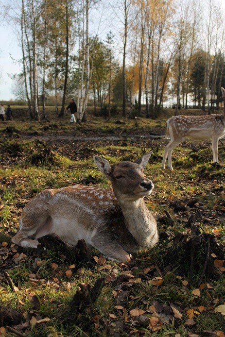 парк животных Барановичи