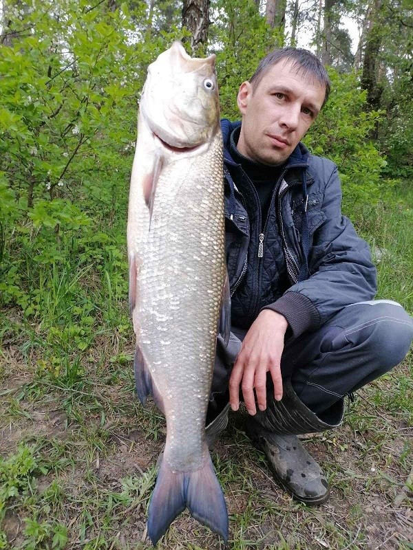 рыбалка жерех Гродно