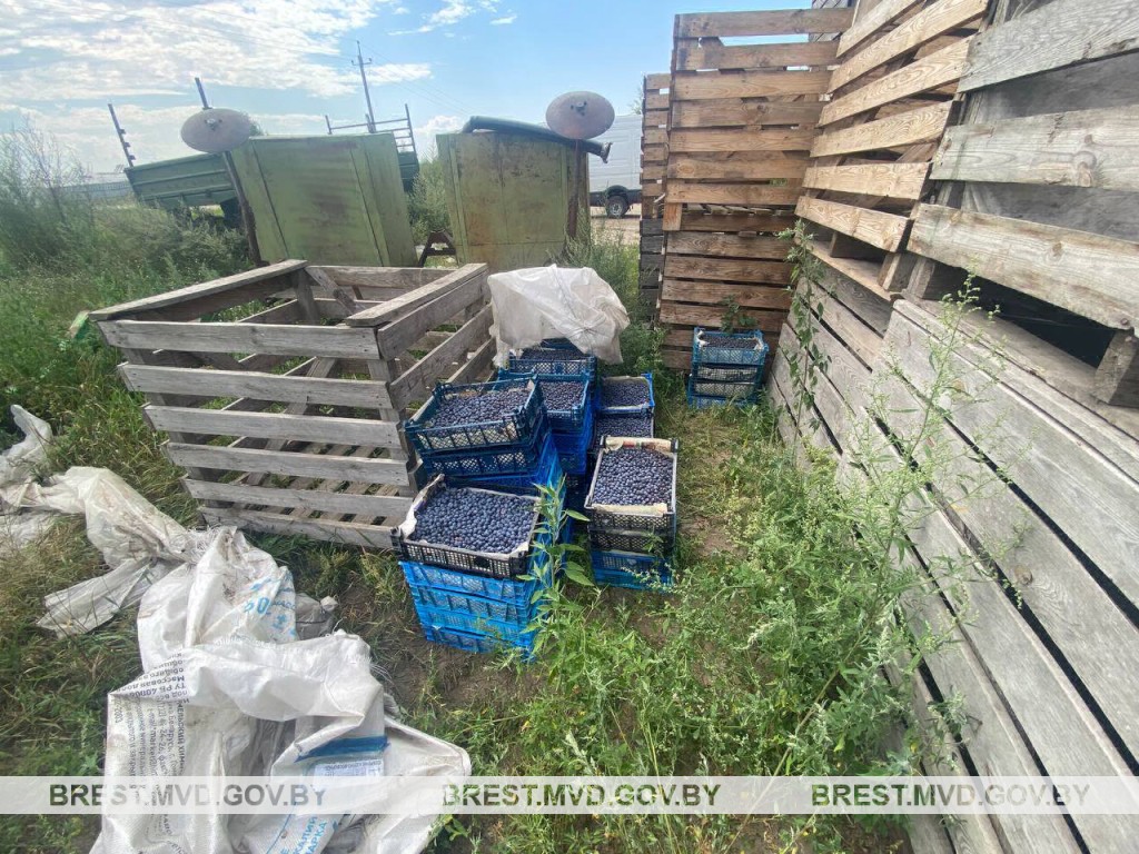 В Столинском районе из машины исчезли 44 ящика с голубикой