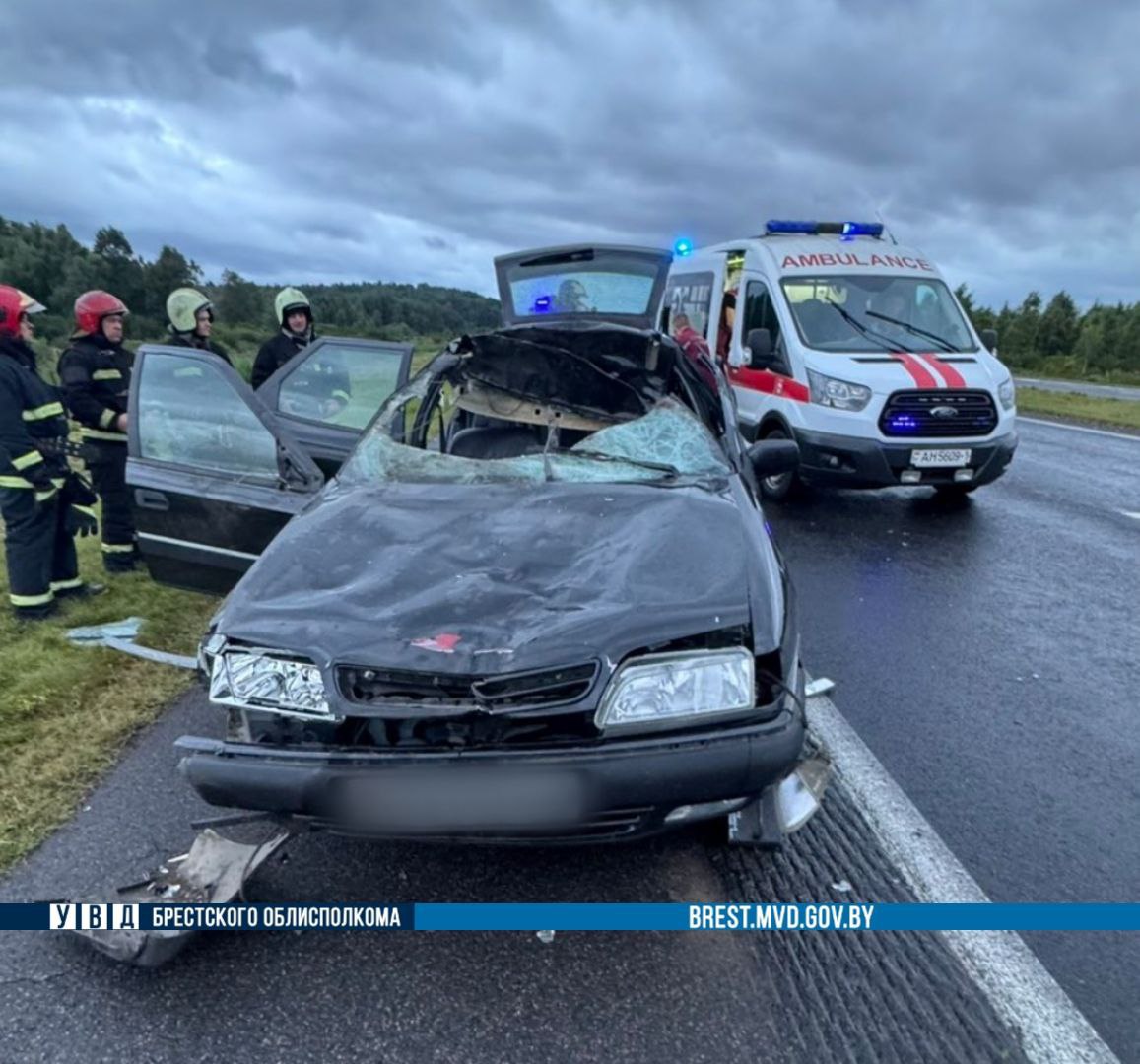 Лось выбежал перед легковым автомобилем на трассе М1