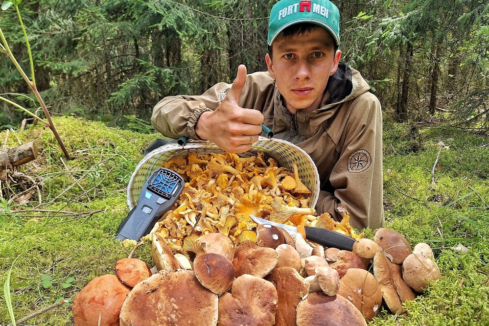 Грибы лисички и боровики