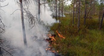 Чем опасны для жителей Беларуси пожары на Полесье?