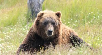 В Беларуси разрешили охоту на медведя и рысь «в особом режиме»